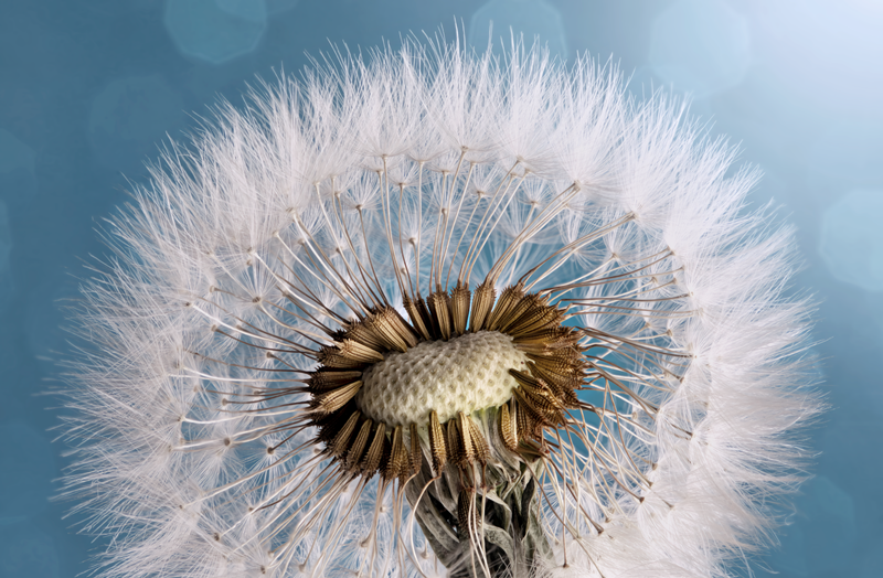 Dandelion Head