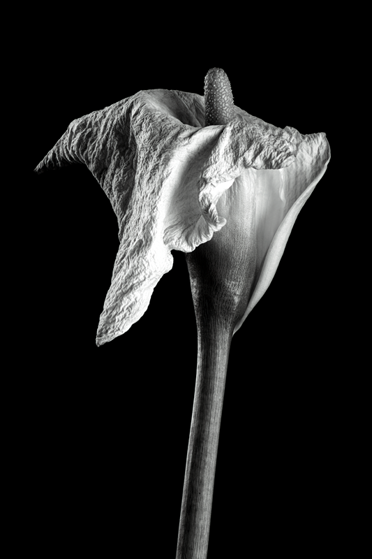 Dead Lilly