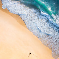 Dog Beach