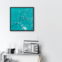 Dolphins