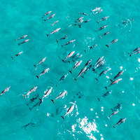 Dolphins