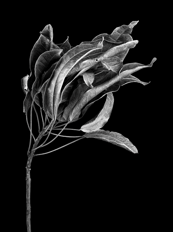 Dried Leaves