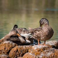 Ducks