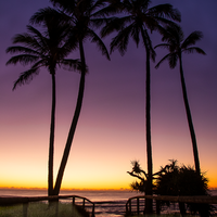 Palms