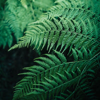 Evergreen