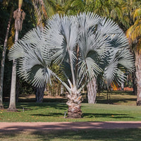 Fan Palm