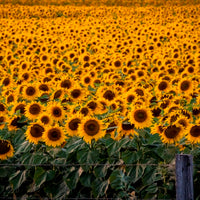 A field of fenced yellow Sunflowers
