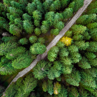 Forest in Slovenia