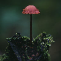 Forest Mushroom