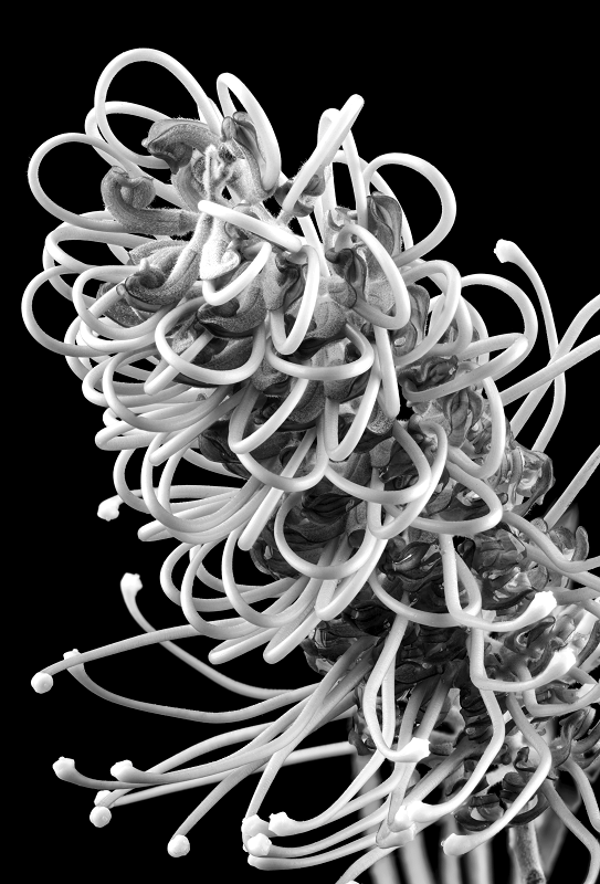 Grevillea Detail