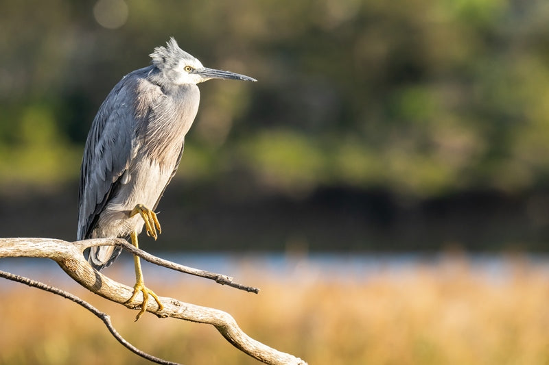 Grey Heron
