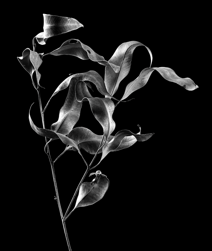 Gum Leaves