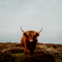 Highland Cow