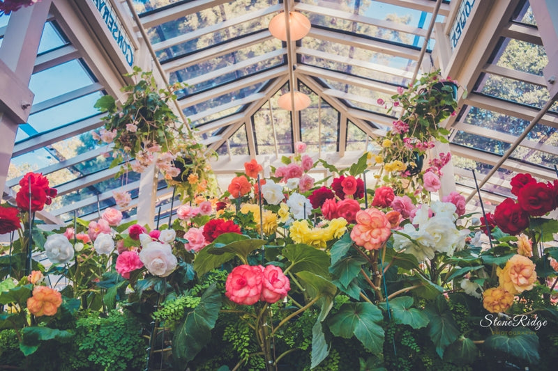 House of Begonias