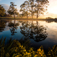 HUON GLOW