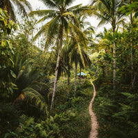 Into the Jungle