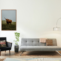 The Scottish Highland Coo