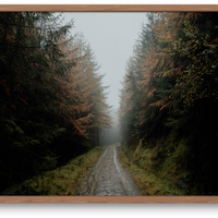 Autumn Mornings in the Forest