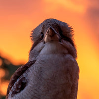 Kookaburra Sunset