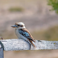 Laughing Kookaburra