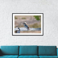 Laughing Kookaburra