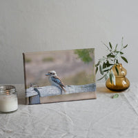 Laughing Kookaburra