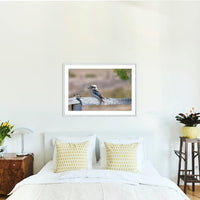 Laughing Kookaburra