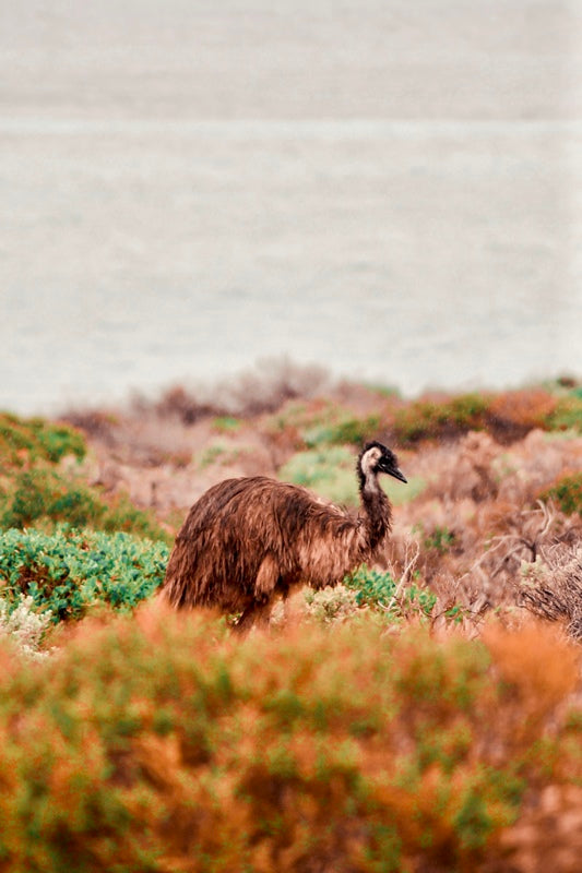 Locals of Shark Bay