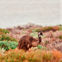 Locals of Shark Bay