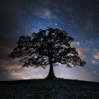 Lone Tree
