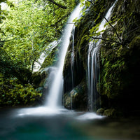 Lush nature