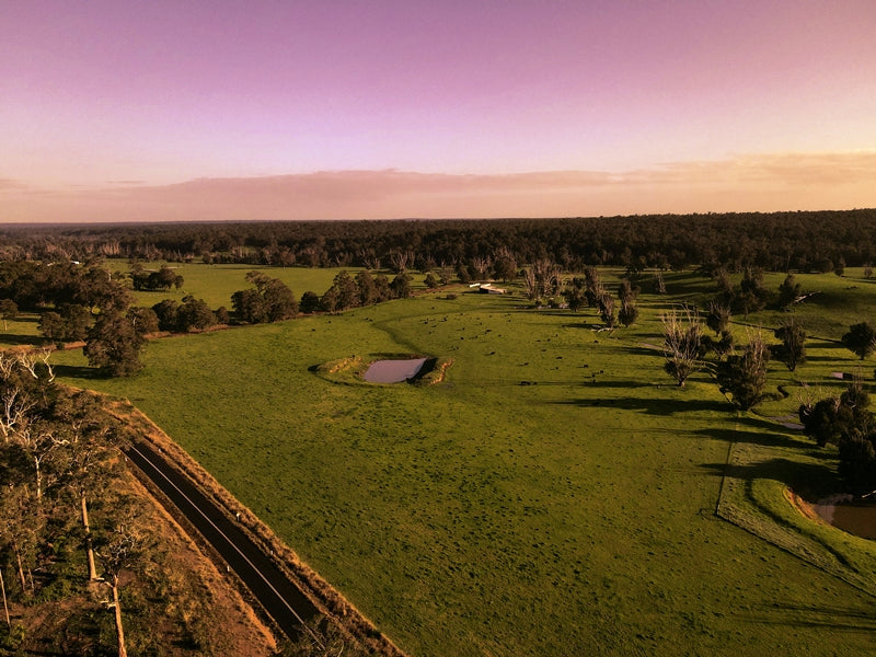 Morning Pasture – Nannup, Western Australia