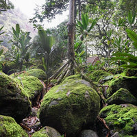 Moss Forest