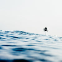 Palms And Waves