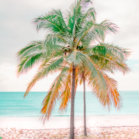 Percy Palm