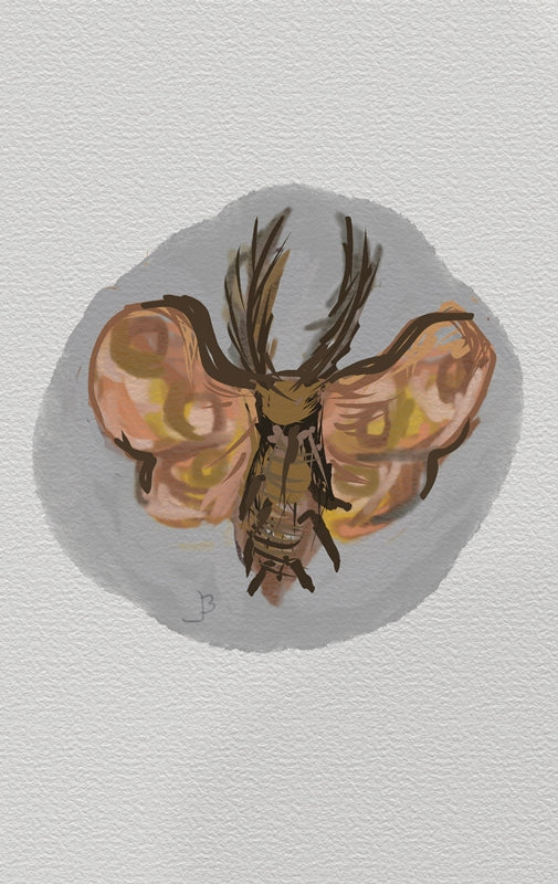 Queensland Bogong Moth