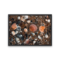 Rainbow of Shells