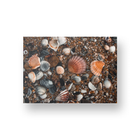 Rainbow of Shells
