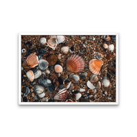 Rainbow of Shells