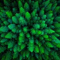 Redwood Forest