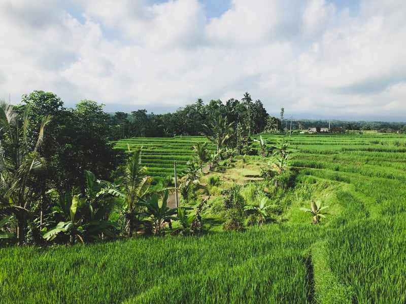 Rice Fields Ubud
