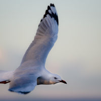 Bird In Flight