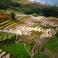 Sapa rice terraces in Vietnam