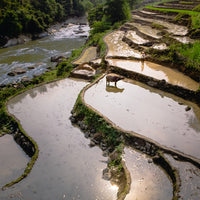 Sapa rice terraces with buffalo in Vietnam