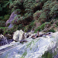 Seal Rock
