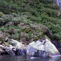 Seals by Milford