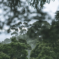 Serenity in the treetops