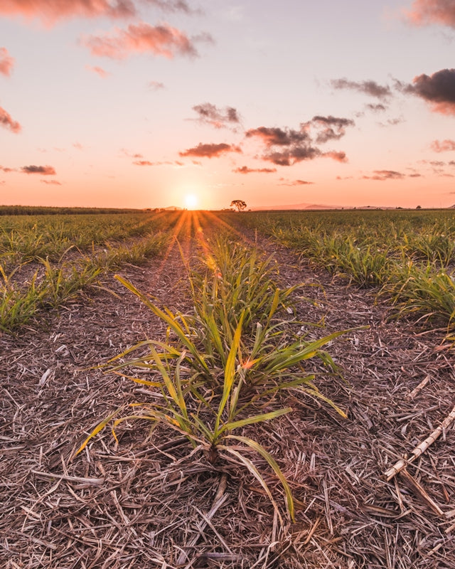 Sugar Cane Sunset 2