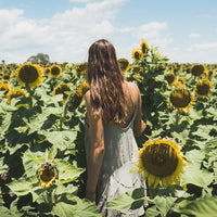 Sunflower Dream | New South Wales