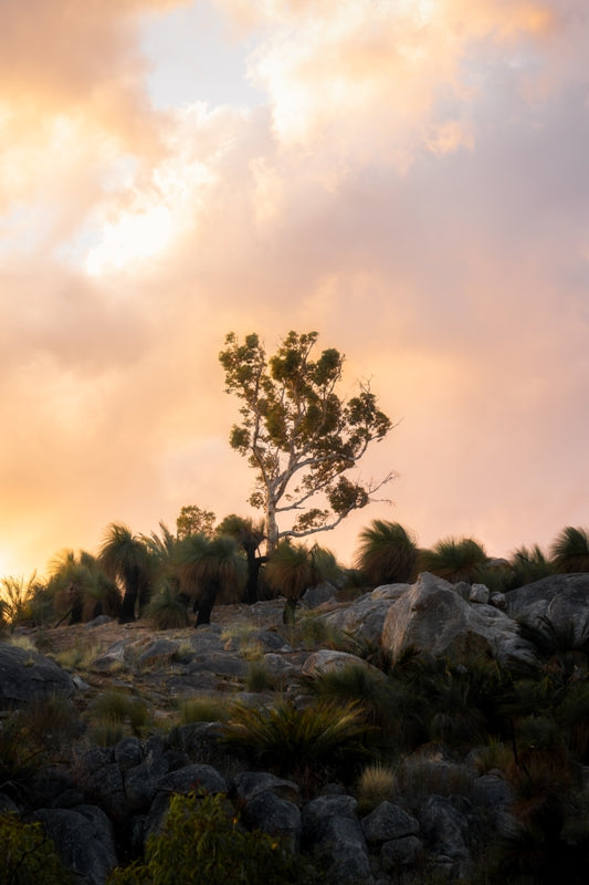 Sunset tree